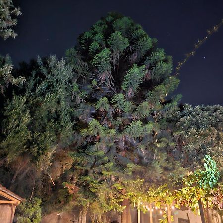 La Araucaria Cabana Con Tinaja San Felipe Exteriör bild