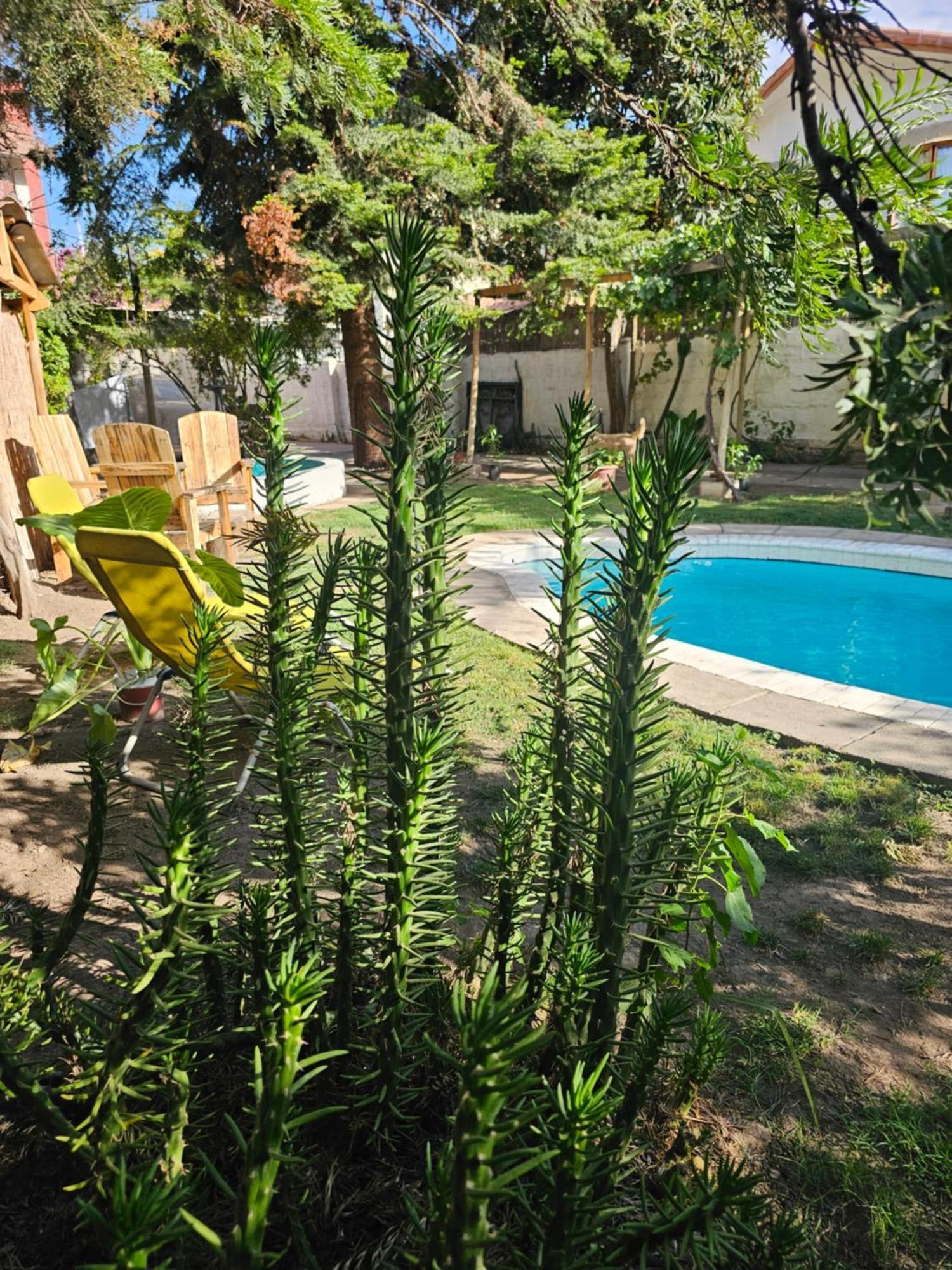 La Araucaria Cabana Con Tinaja San Felipe Exteriör bild